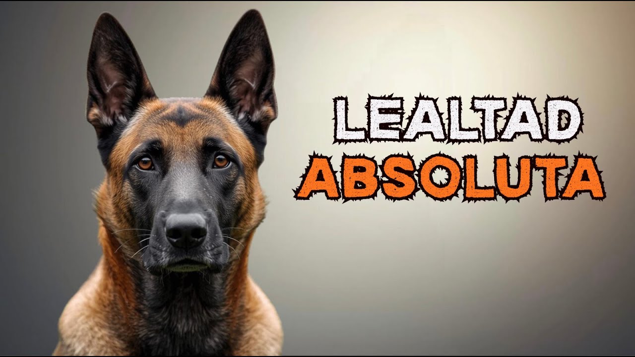 Todo lo que debes saber antes de tener un Pastor Belga Malinois