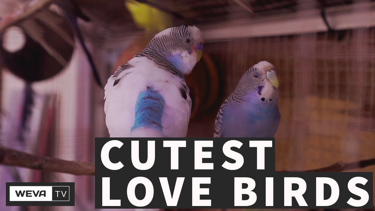 FACTS ABOUT LOVEBIRDS | Basic Facts About These Feisty Little Birds!
