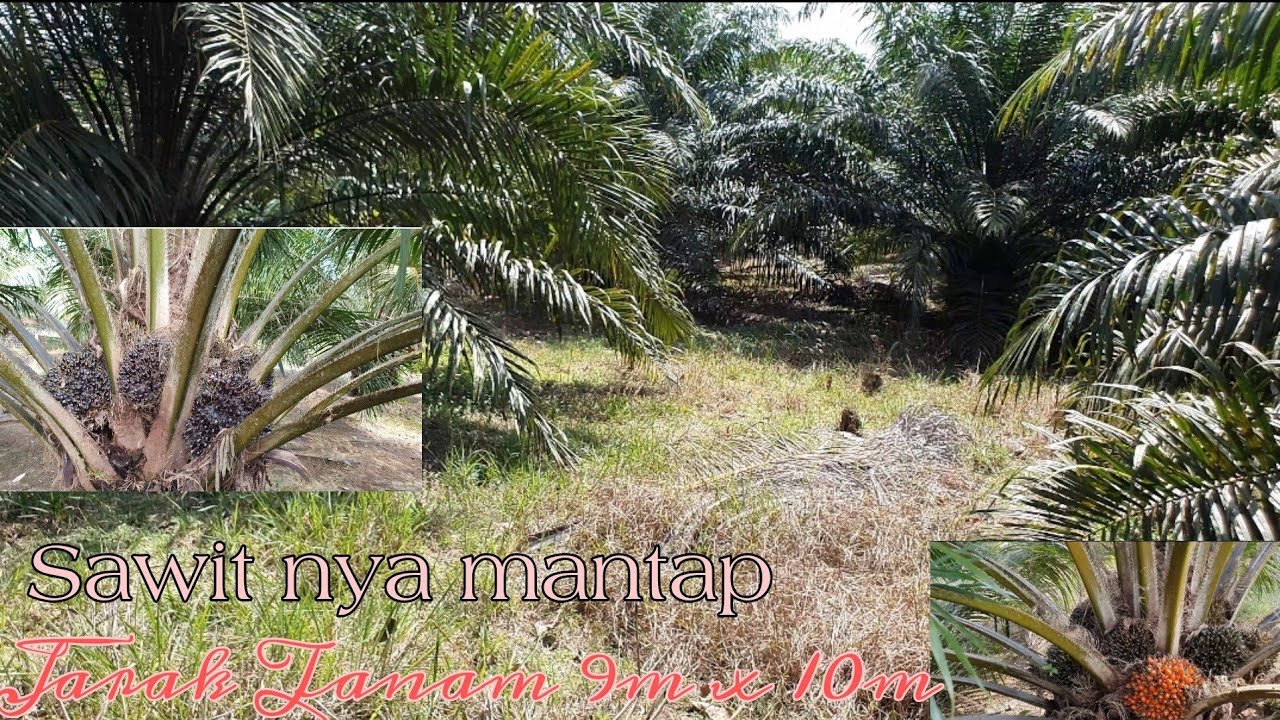 Penanaman kelapa sawit jarak 9m x 10m jenis Topas 1