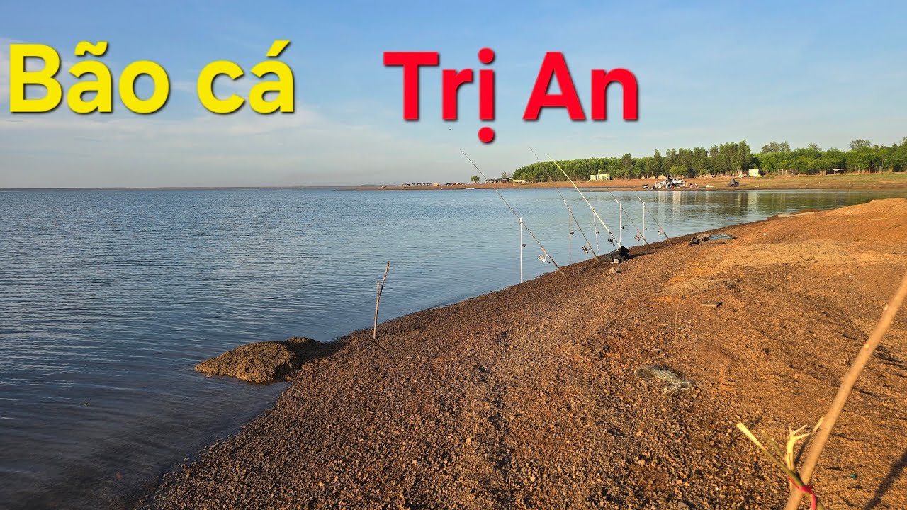 Câu  cá Hồ Trị An  Cá ăn dựt không kịp  là có thật....Bão cá .