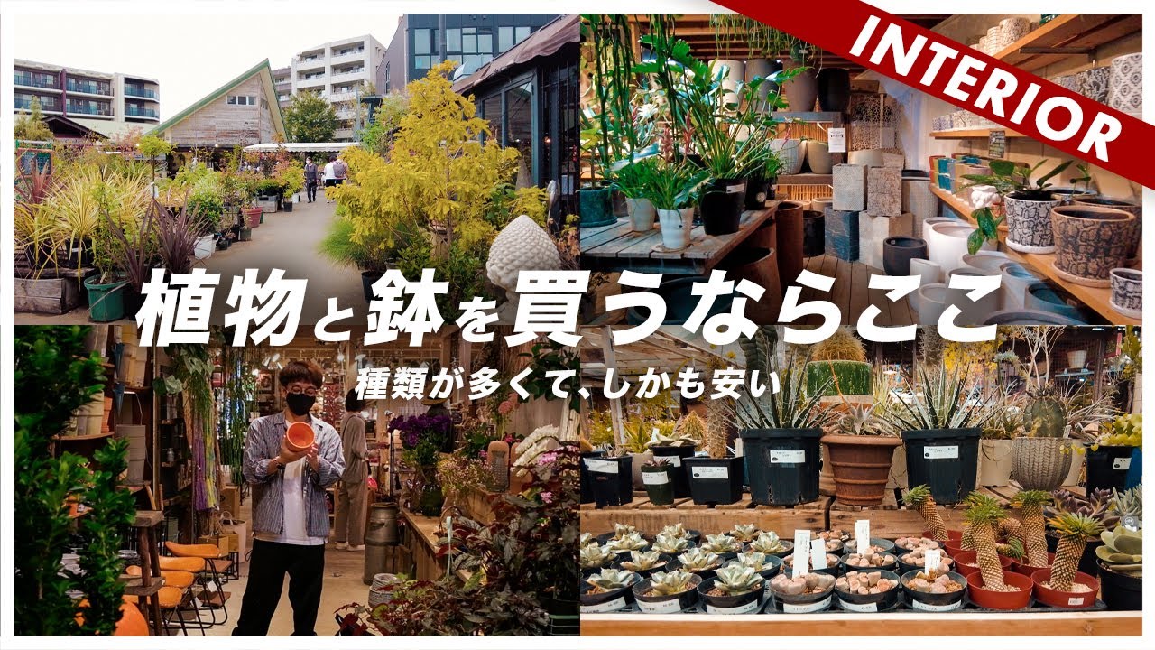 【広い！安い！超穴場！】植物と鉢、アンティーク雑貨おすすめのお店
