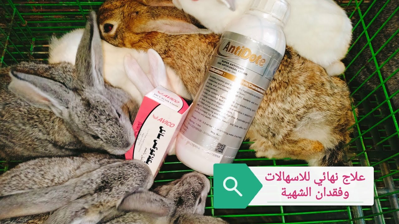 هتعمل ايه لو الأرنب امتنع عن الأكل وظهر عندك الاسهالات وضعف الأرانب وموتهم فجأة إيه السبب والعلاج 👍