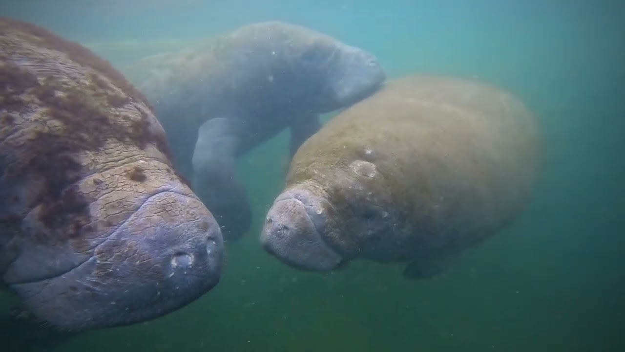 Manatees in kings bay in Crystal River Florida 