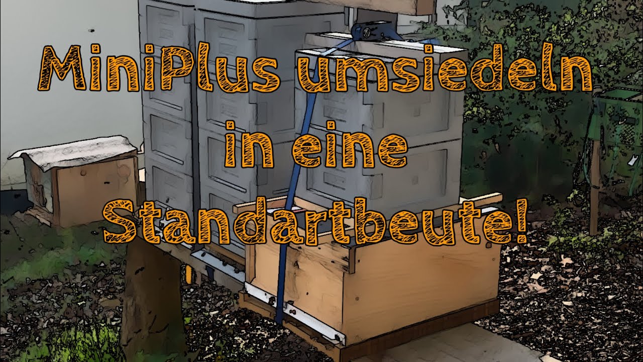 MiniPlus umsiedeln in eine Standartbeute !