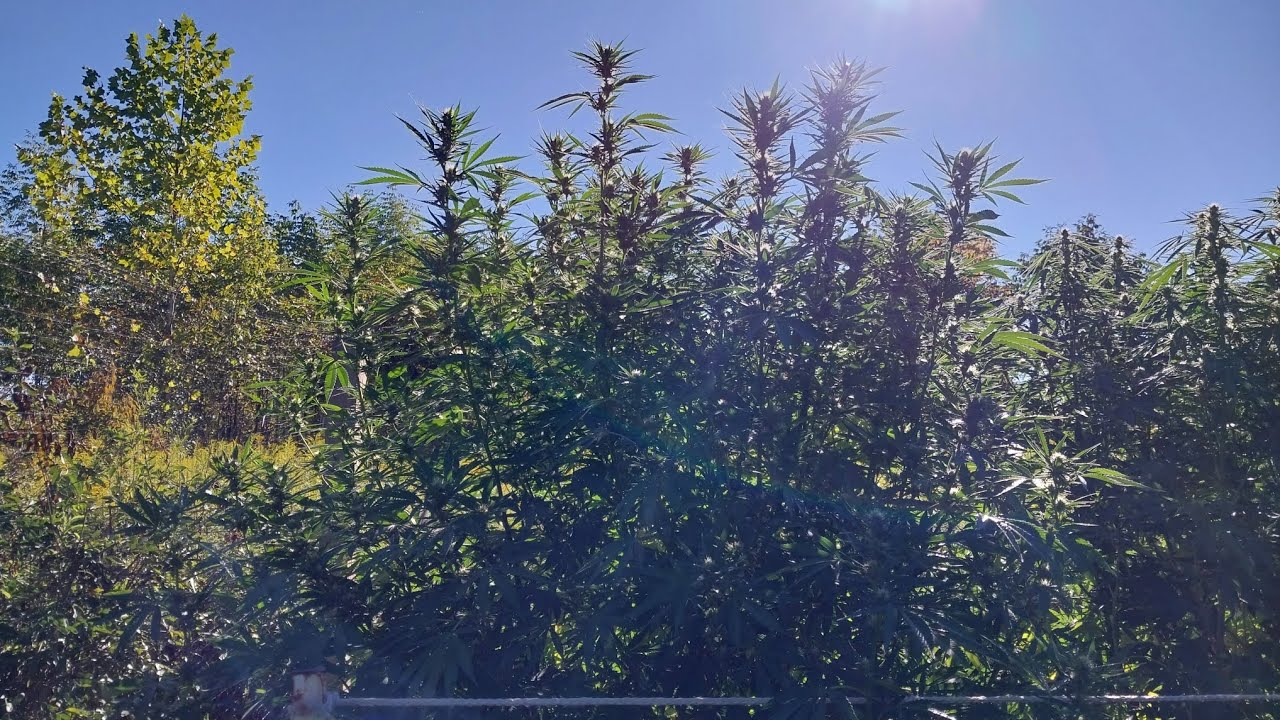 September 4, 2024 Ohio outdoor Cannibis grow #gardening #cannabisfamily #ohio