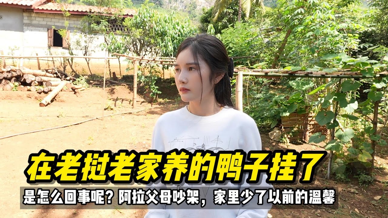 在老挝媳妇老家养的鸭子全部都挂了，是怎么回事呢？#老挝媳妇 #老挝 #老挝生活