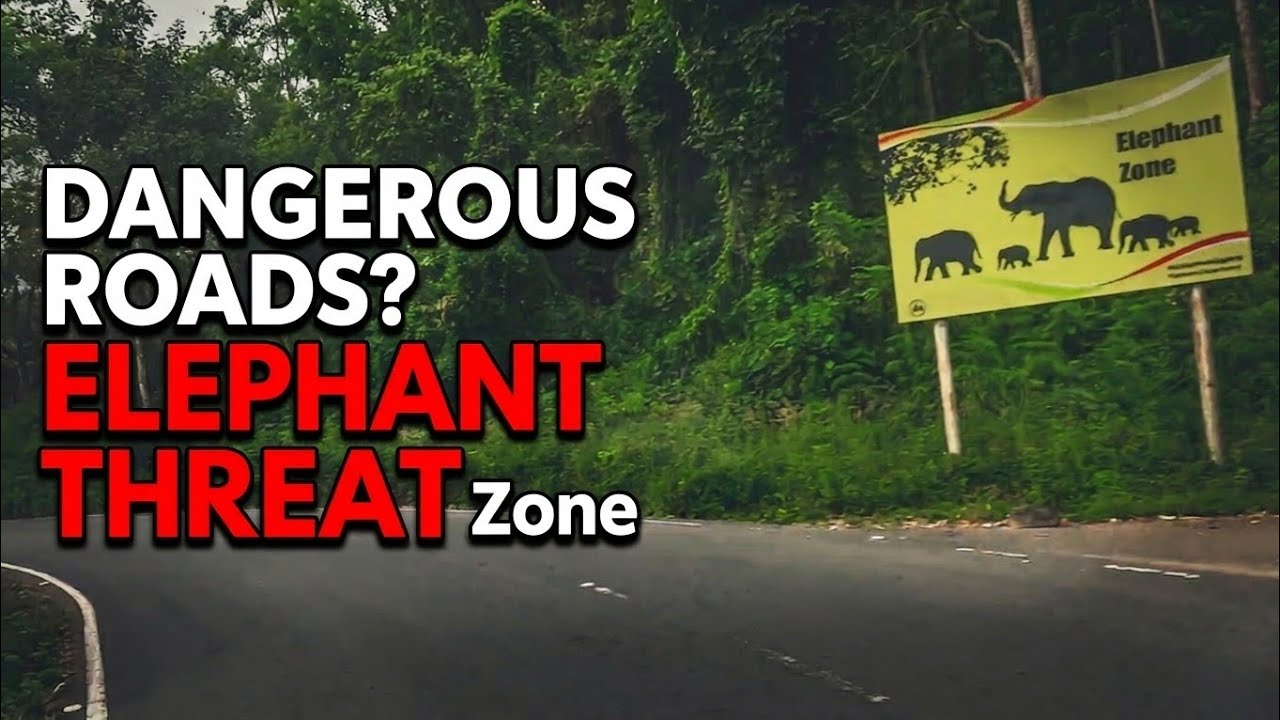 In the Land of Elephants: Nadugani, Devala, Pandalur & Cherambadi | காட்டு யானைகளின் சாம்ராஜ்யம்| 4K