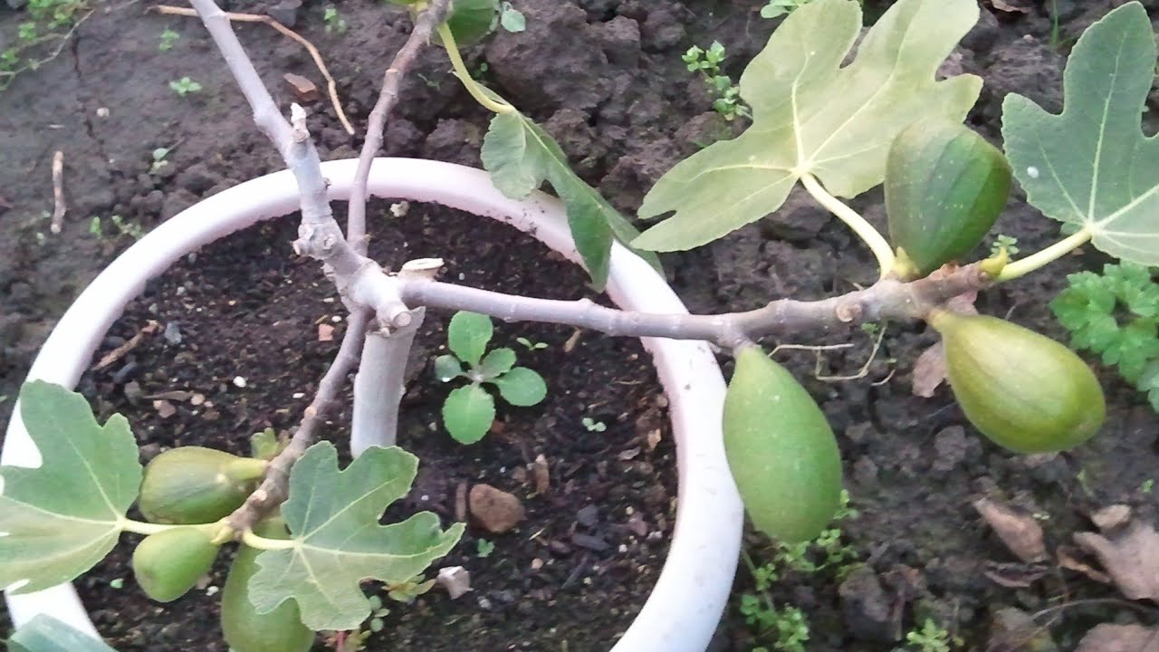 Comment tailler le figuier en pot ? fig