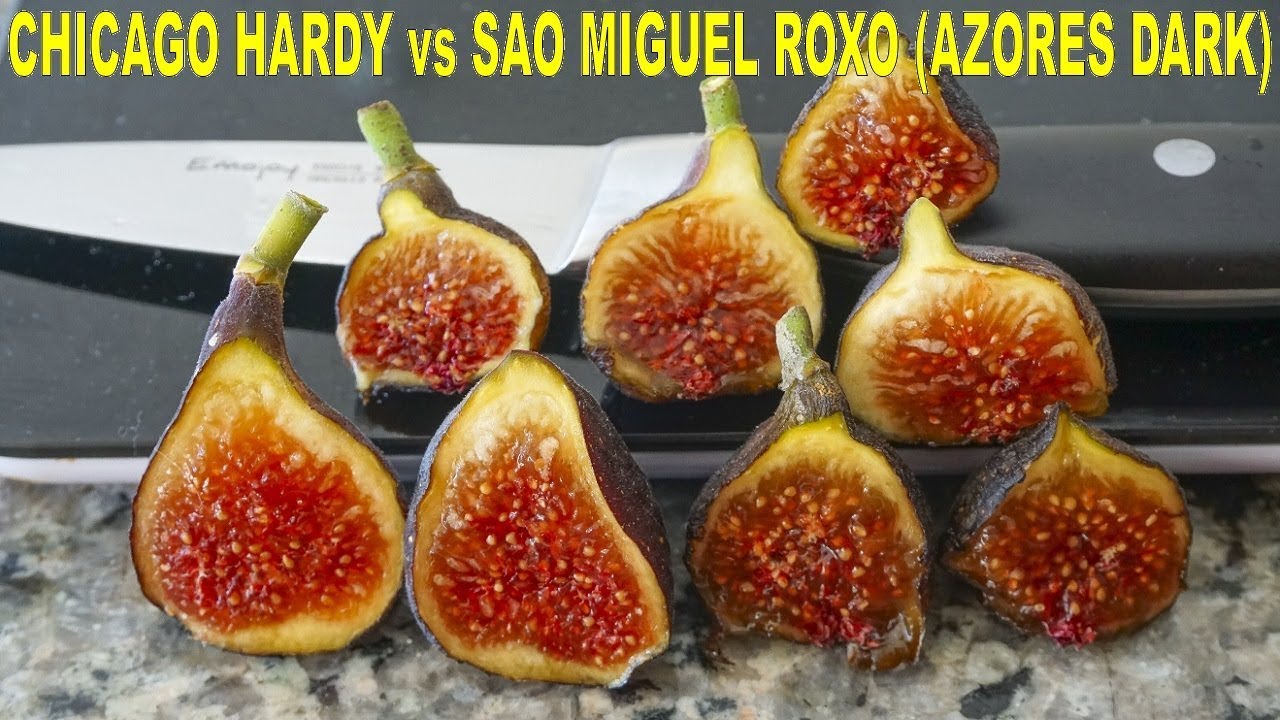 Cold Hardy Figs: Chicago Hardy and Sao Miguel Roxo (Azores Dark)