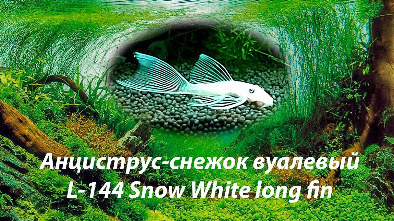 Анциструс-снежок вуалевый / L-144 Snow White long fin