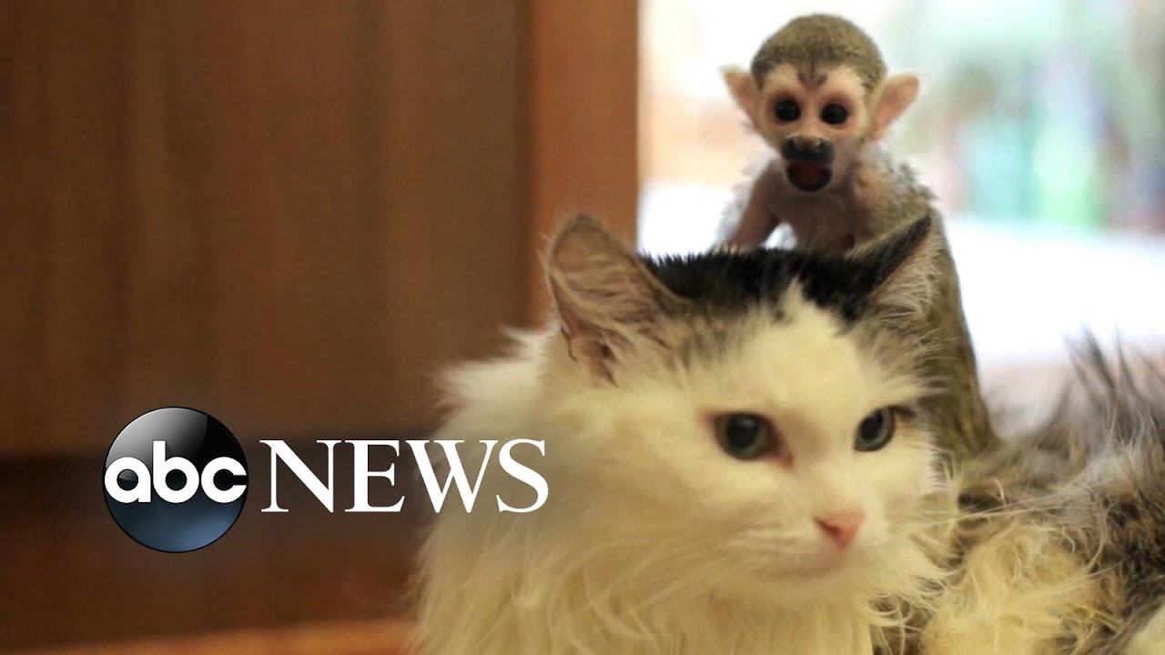 Russian Cat Adopts Abandoned Baby Squirrel Monkey From Zoo