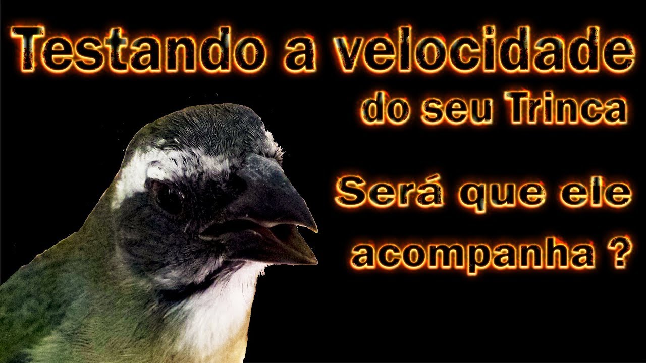 Trinca ferro canto rápido e curto para ensinamento de filhotes e teste de velocidade em machos