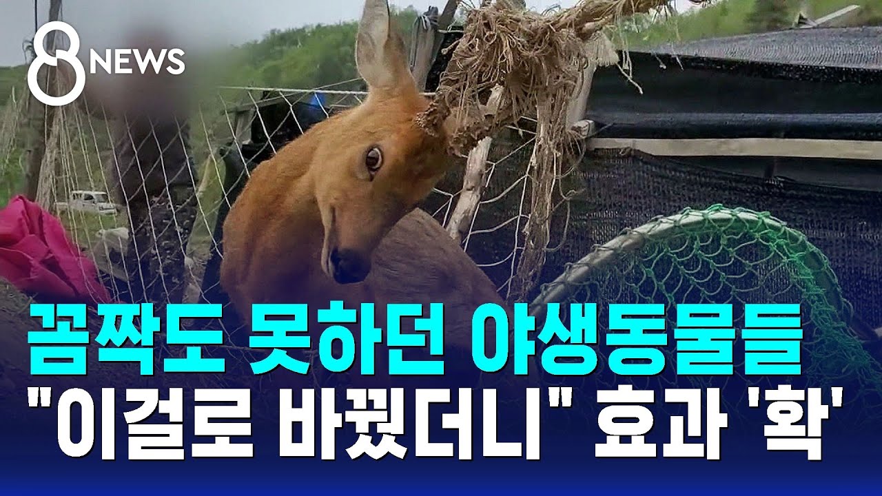 꼼짝도 못하던 야생동물들..