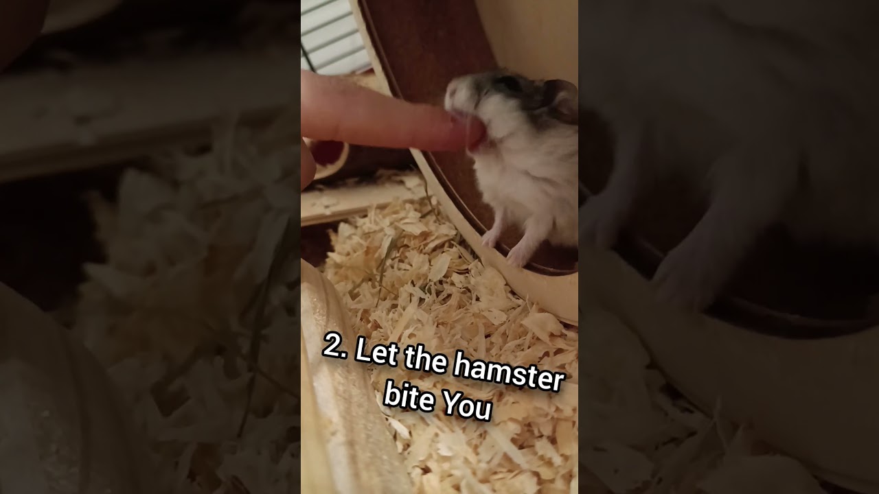 How to tame a hamster in 5 steps #cute #funny #pets #animals #hamster