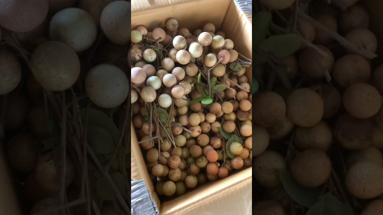 Harvesting Longan Fruits #video