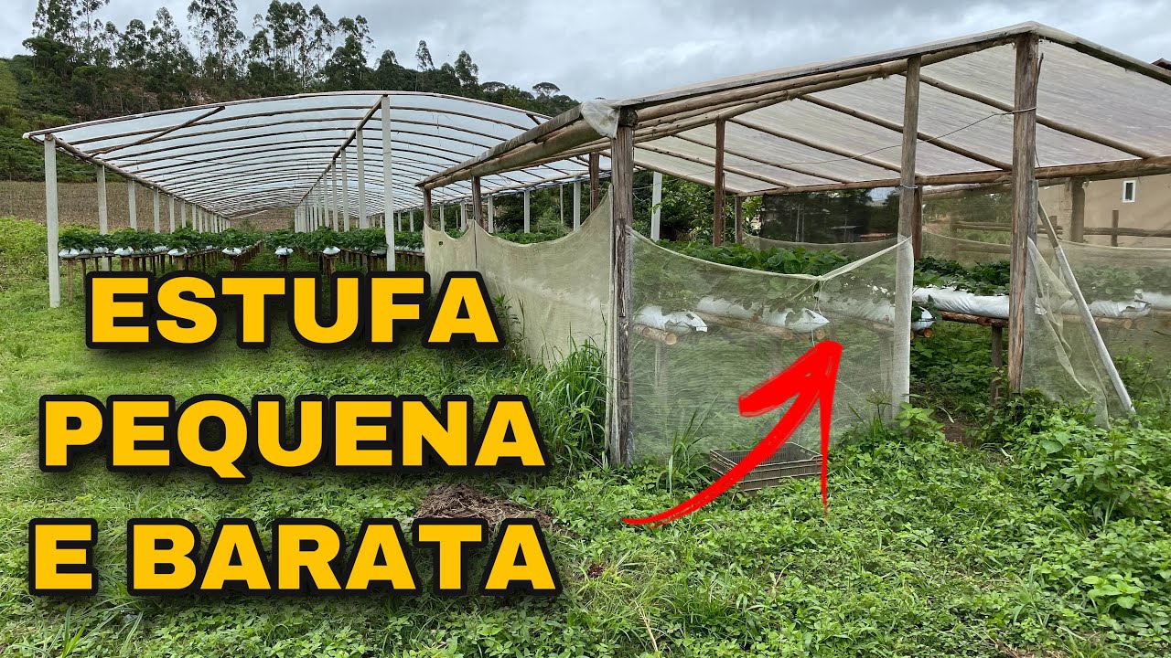 🍓 ESTUFA DE MORANGO PEQUENA SIMPLES E BARATA💰. Veja como fazer
