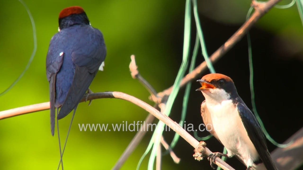 Wire-tailed Swallows are elegant birds with neat tail tips, rust on their crowns, chirpy behaviour