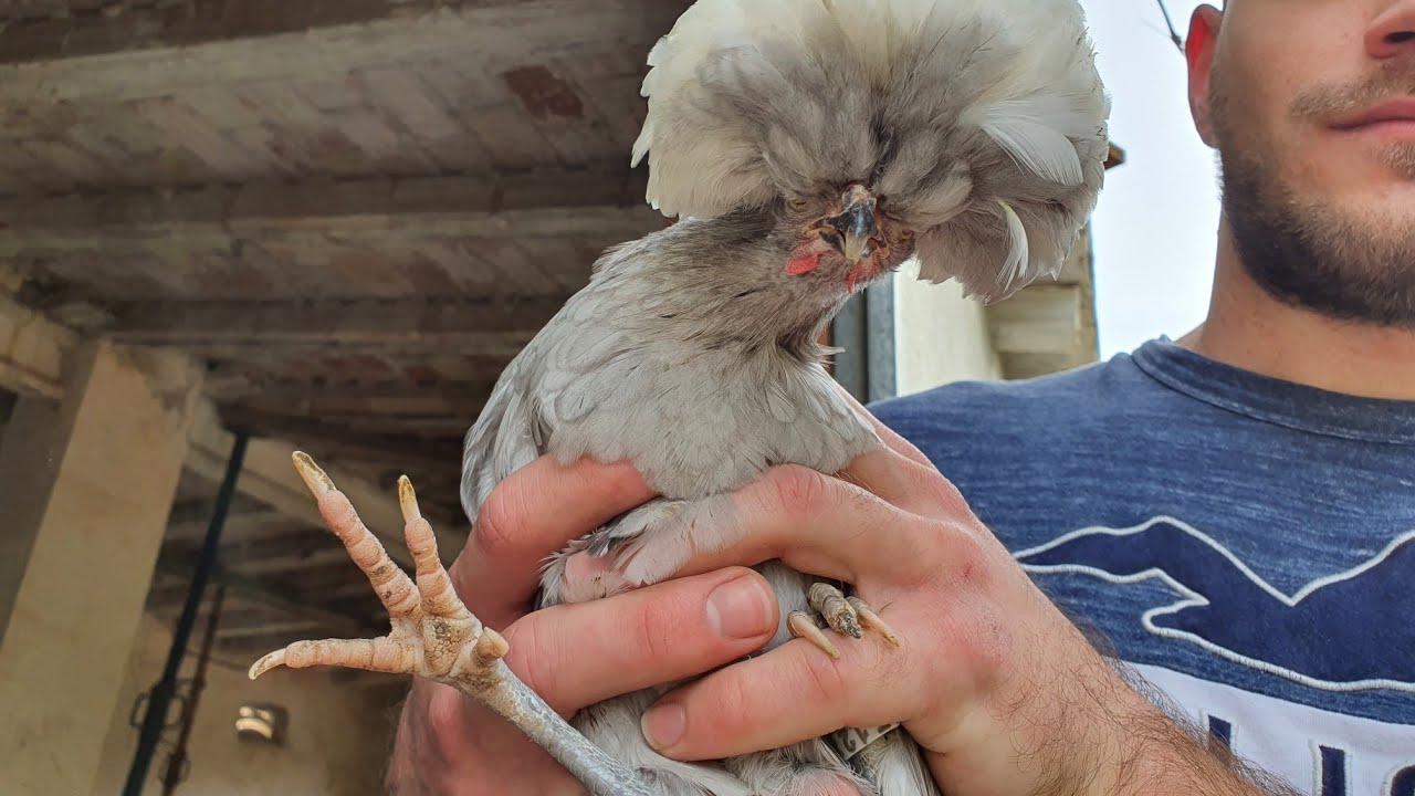 ✅️ Gallina Mo&ntilde;uda Holandesa [Caracteristicas y especificacion]🐓Convive con Diferentes Razas