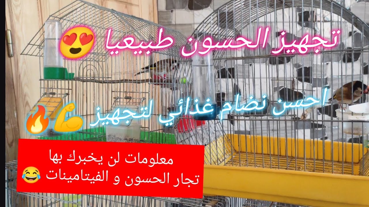 تجهيز الحسون طبيعيا 😍 ... نضام غذائي لتجهيز الحسون دون تعقيدات / افضل وقت لتزاوج الحسون 🤔