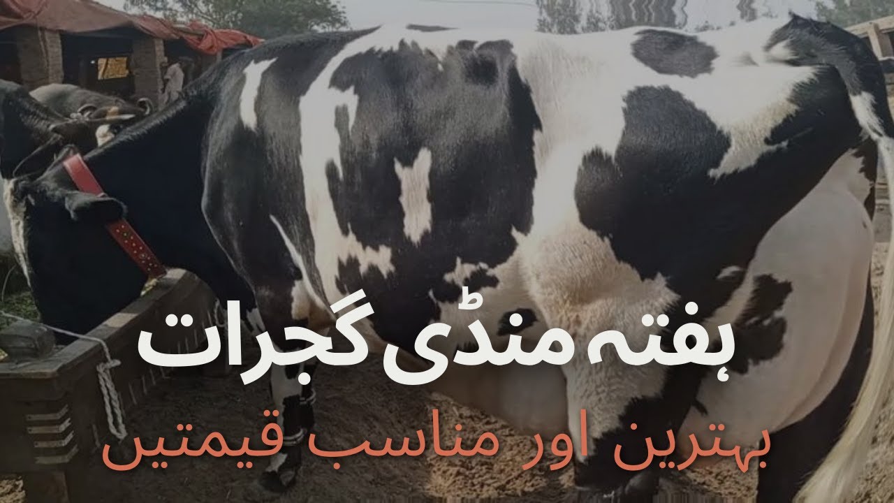 Gujrat Mandi | Punjab Main Best Animal Sale Videos