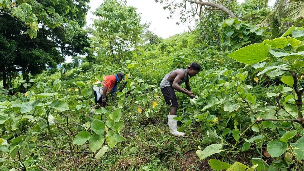 The Village Farmer Tradition before Christmas: Cleaning the farms before the Festive Season🇫🇯