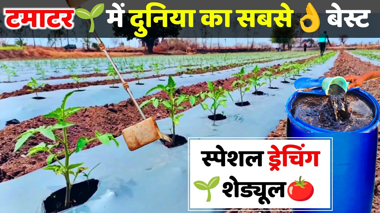 टमाटर में ड्रेंचिंग शेड्यूल🌱Tamatar ka Drenching Schedule | How to drench | ग्राफ्टेड टमाटर की खेती