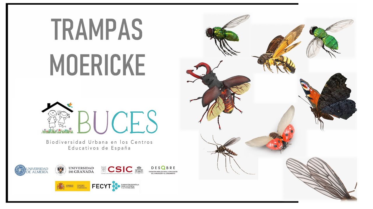 TRAMPAS MOERICKE, Invertebrados Voladores. Proyecto BUCES
