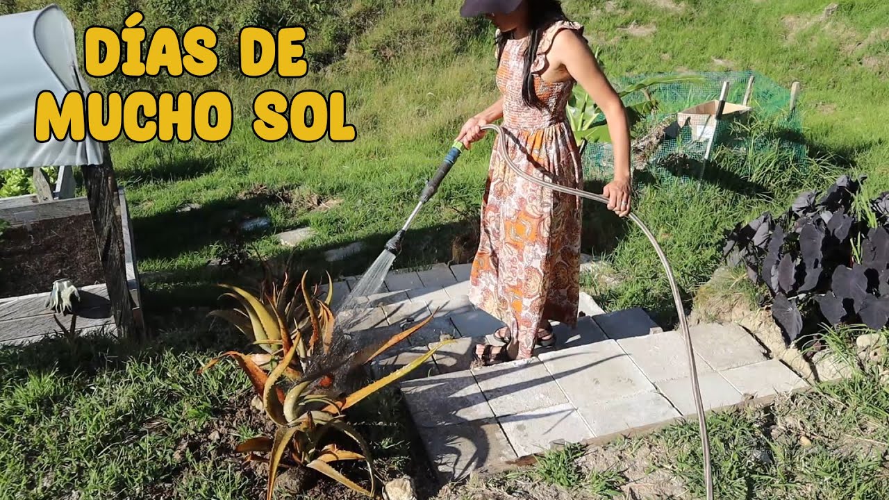 El sol ha secado las plantas y realizo tareas en la finca │Candy Bu
