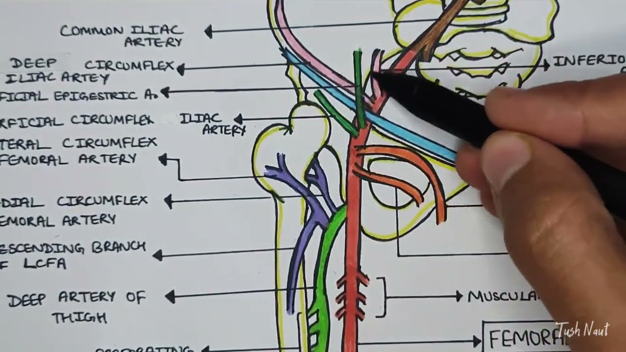 Femoral Artery & it's branches - External Iliac Artery - Easy explanation in Hindi