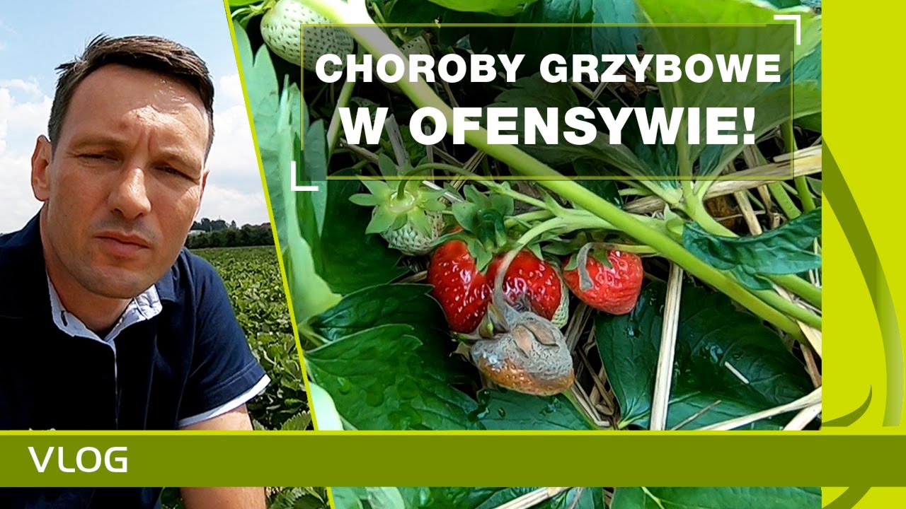 Ofensywa chorób grzybowych w truskawkach. Analiza upraw.