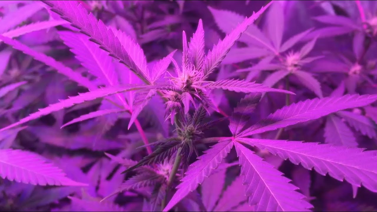 Update:  Basic Cannabis Grow for Beginners