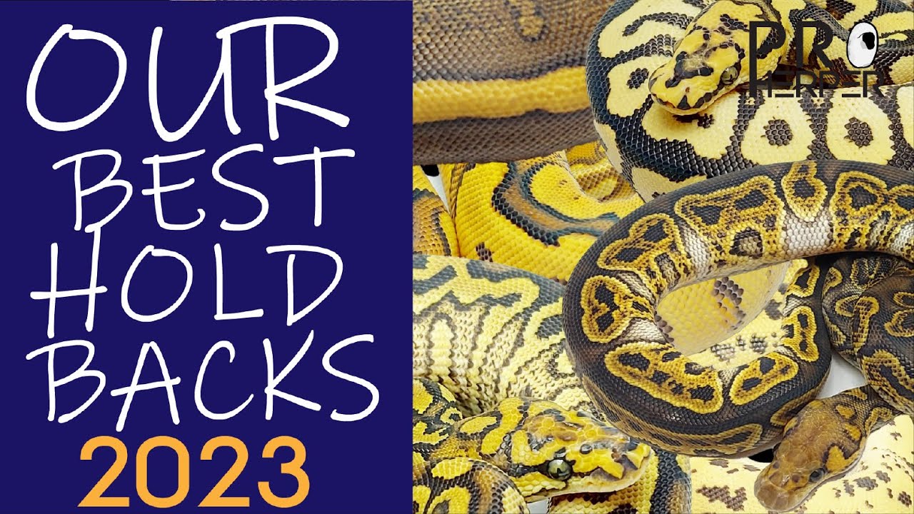 These are my best-looking hold backs from 2023 and how I'd pair them!