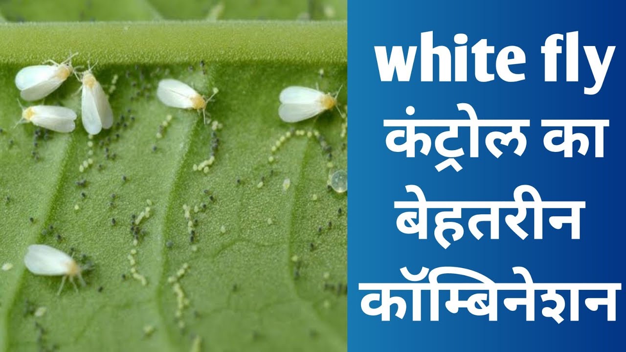 White Fly कंट्रोल का बेहतरीन कॅाम्बीनेशन