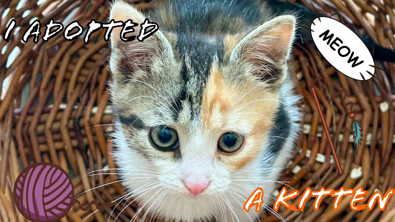 Meet my new kitten, Sophie 🐈 No talking, kitten ASMR, lo-fi