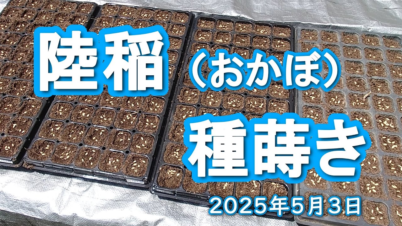 陸稲栽培【種蒔き】