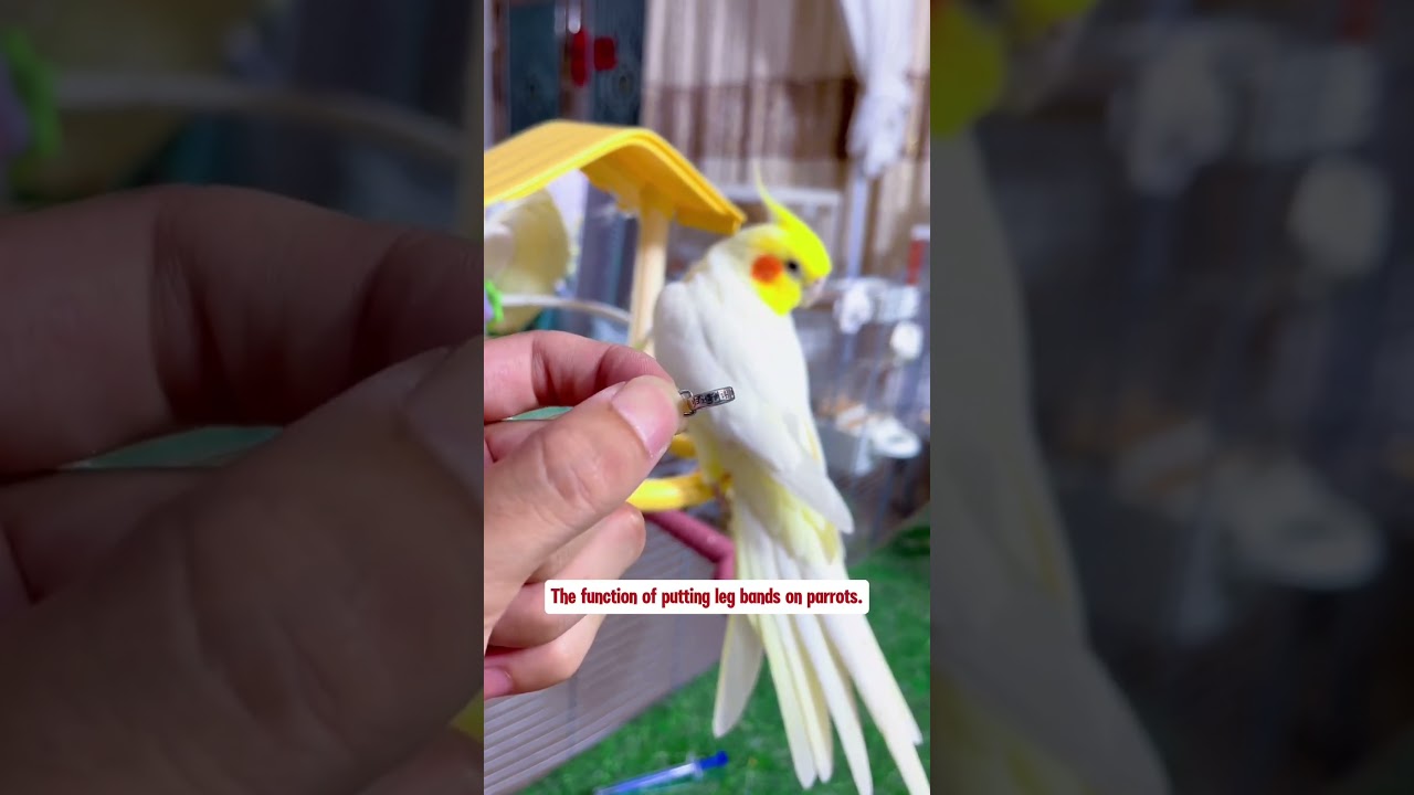 The function of parrot foot ring. #parrots #birds #parrot #cockatiel #cute #pets