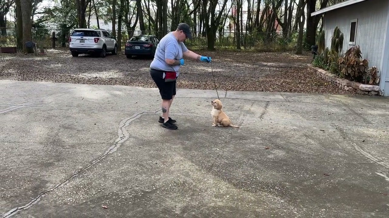 Arlo - Training 