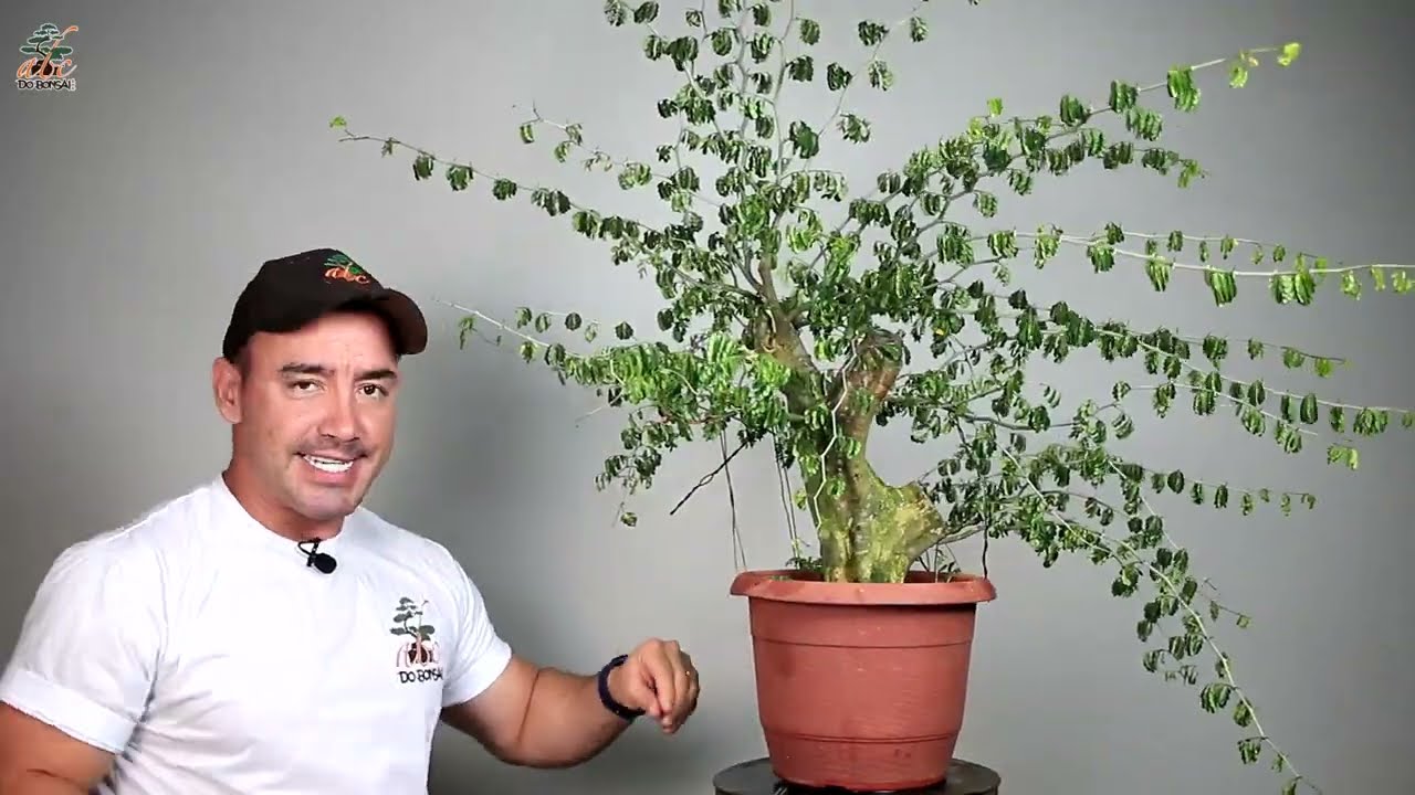 TRANSFORMAÇÃO DE UM BONSAI DE PITHECO OGRO
