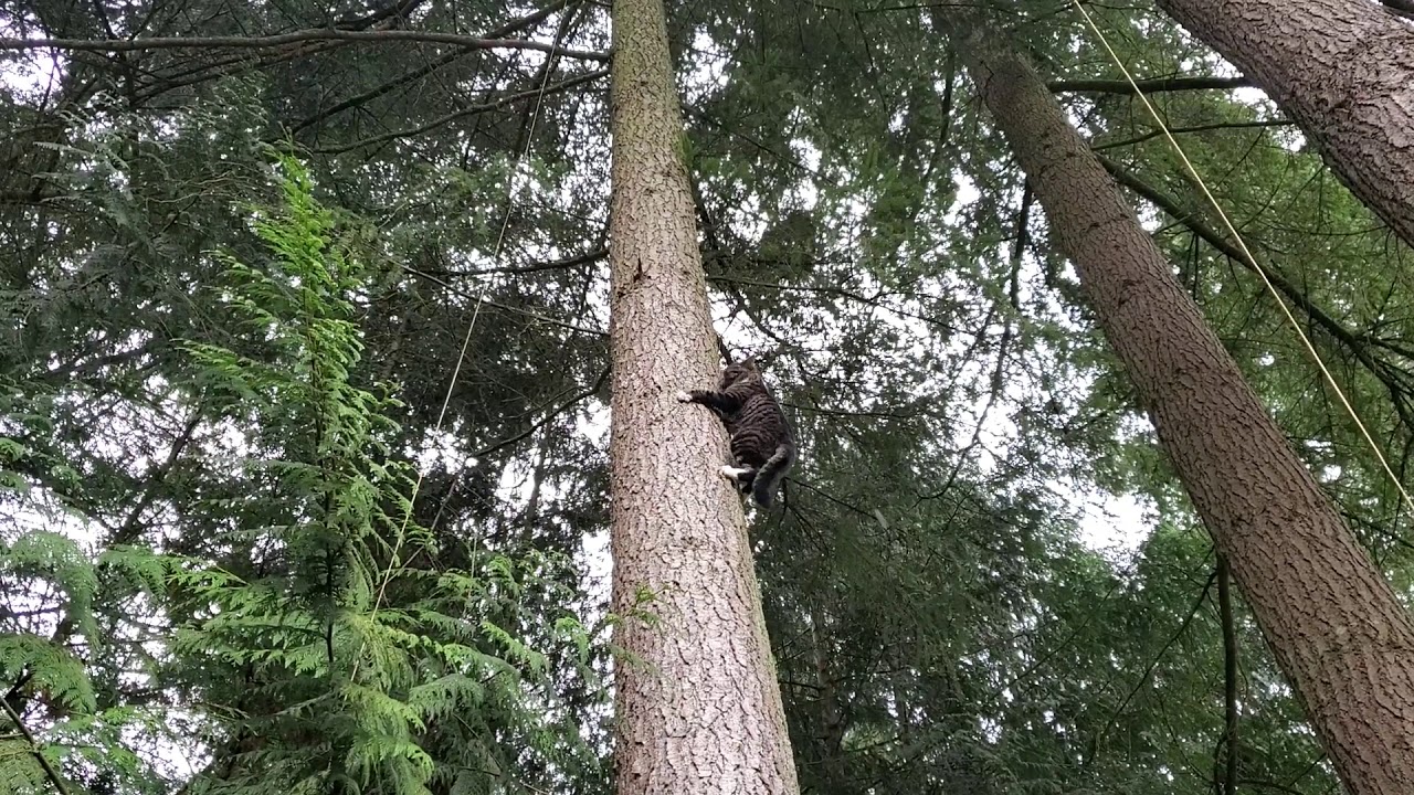 Cat climbs down