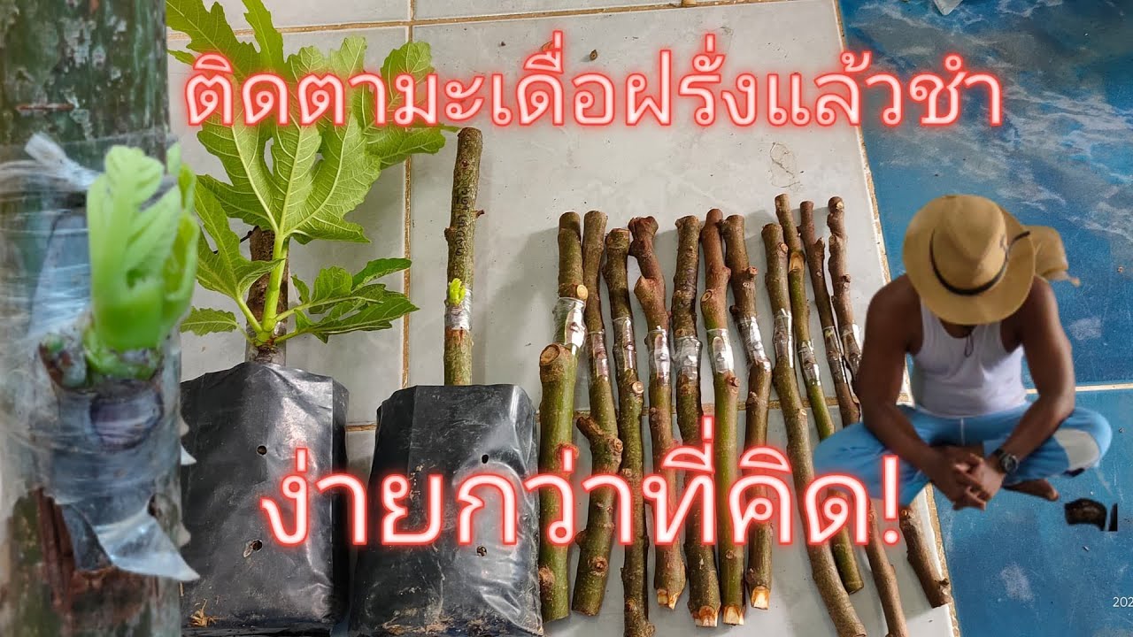 เทคนิคการติดตา #มะเดื่อฝรั่ง  ใส่ตออุดมพรแล้วนำไปชำ #Grafting figs on  UTP.