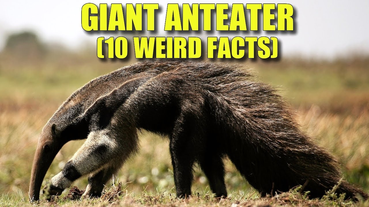 Giant Anteater 🐜 (10 FACTS You NEVER KNEW)