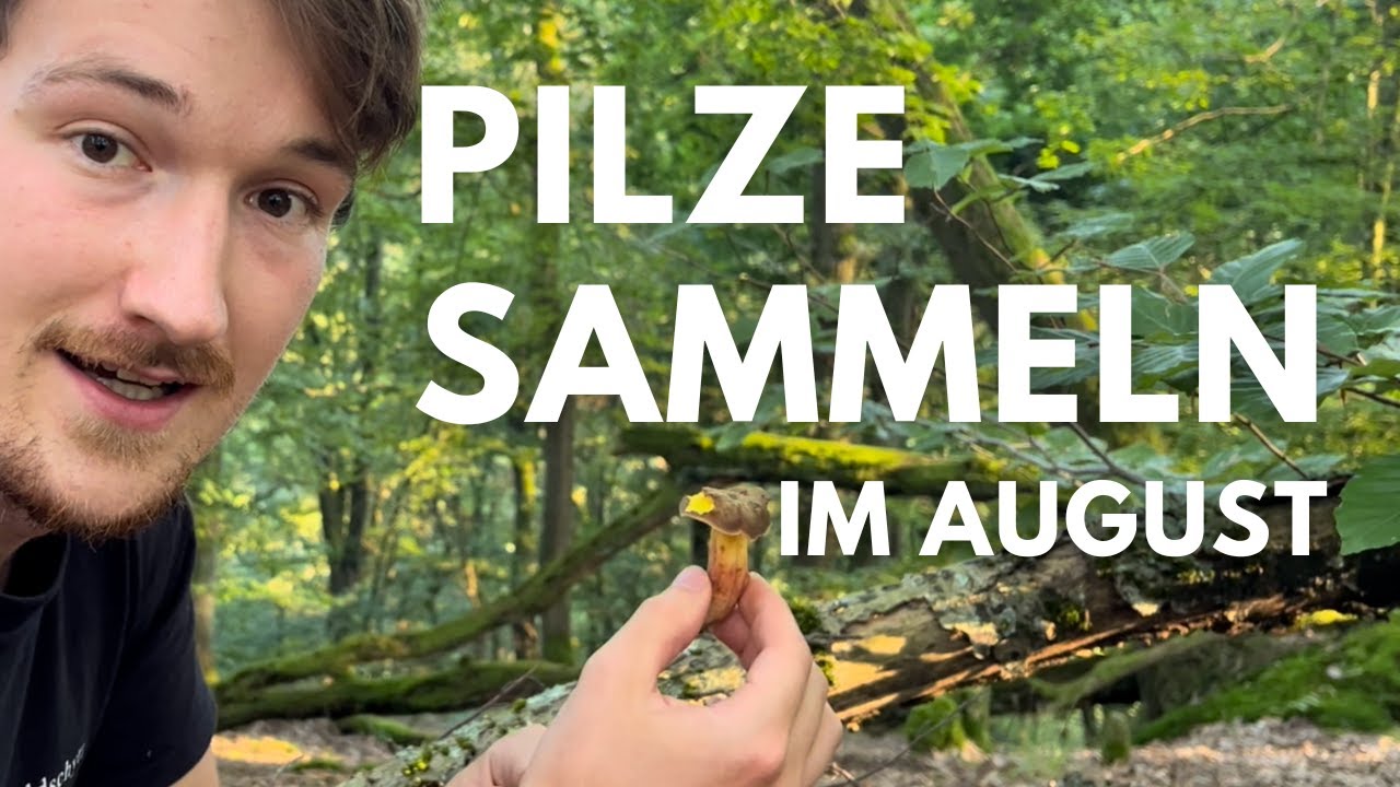 Pilze sammeln im August 2024 - T&auml;ublinge, Rotfu&szlig;r&ouml;hrlinge, Waldfreund-R&uuml;blinge und mehr...