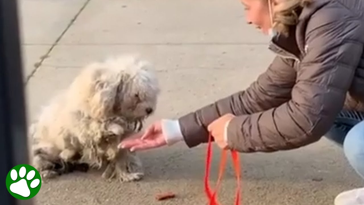 Abandoned dog lifted his paw to greet his rescuer