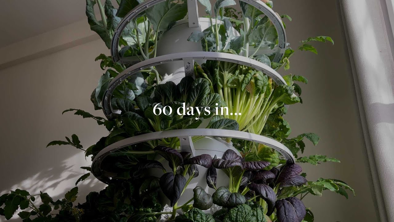 LETTUCE GROW Indoor Farmstand: Pros & Cons