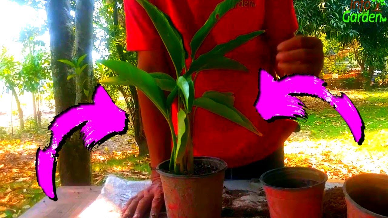 🌴Como reproducir la planta palma viajera o árbol del viajero🌴Ravenala madagascariensis