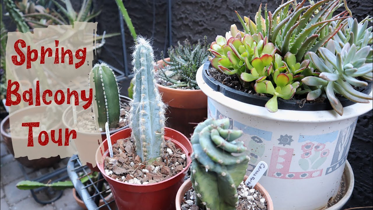 Spring Balcony tour | Succulent and Cacti Tour