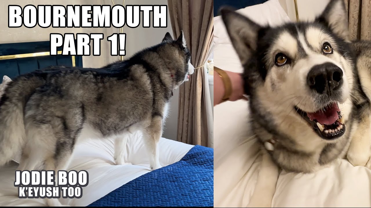 Husky Claims The Giant Bed To Himself! Meets A Giant Plastic Cow!