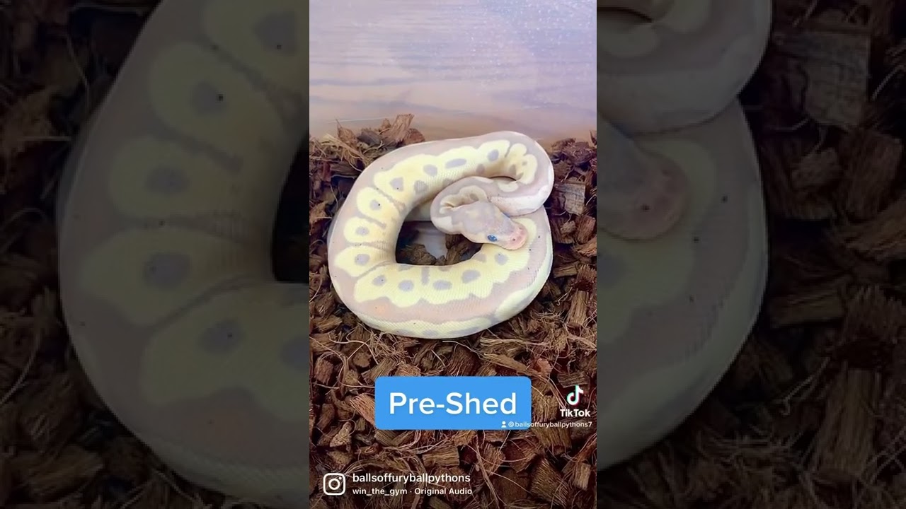 Pre Shed Vs. Post Shed Banana Clown Ball Python 