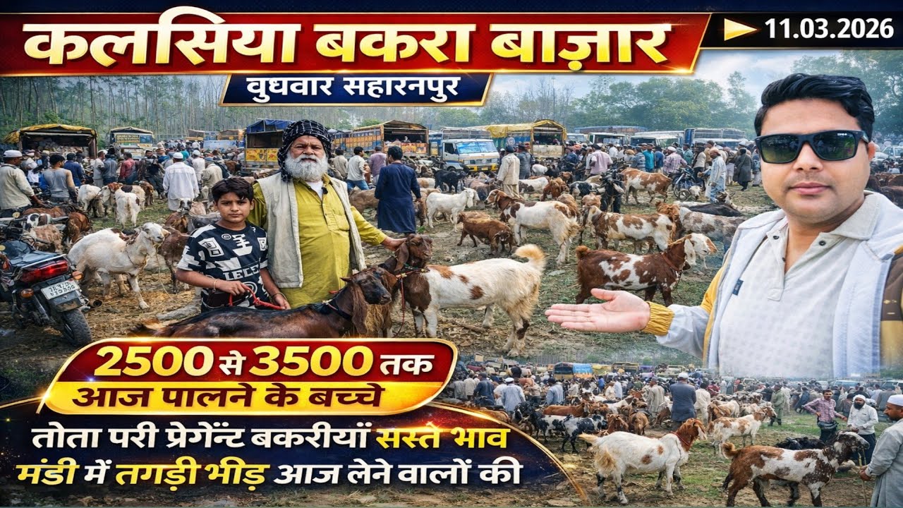 Vlogs👉🔥 कलसिया बकरा बाजार सहारनपुर | 2500 से 3500 तक पालने के बच्चे | आज मंडी में तगड़ी भीड़ !