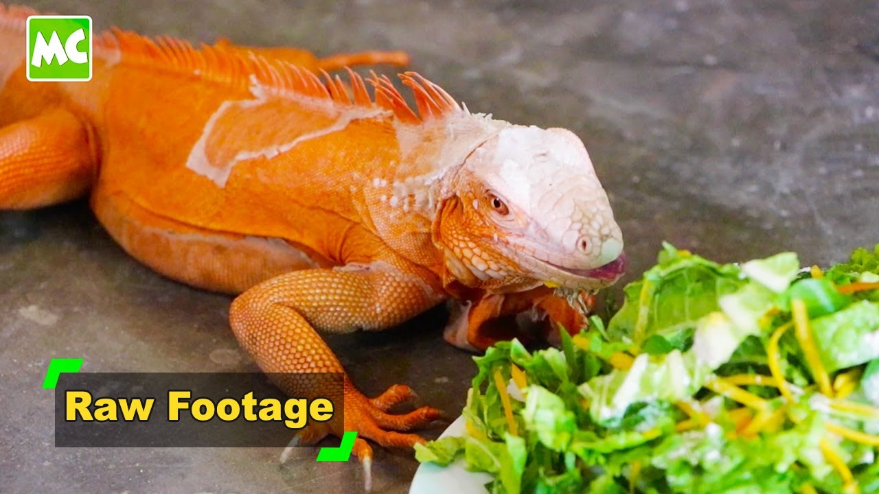 ရန်ကုန်မြို့က ထူးဆန်း သတ္တဝါ/ Exotic Pet အရောင်းဆိုင်